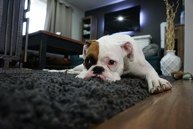 brown and white dog laying on the rug in a living room